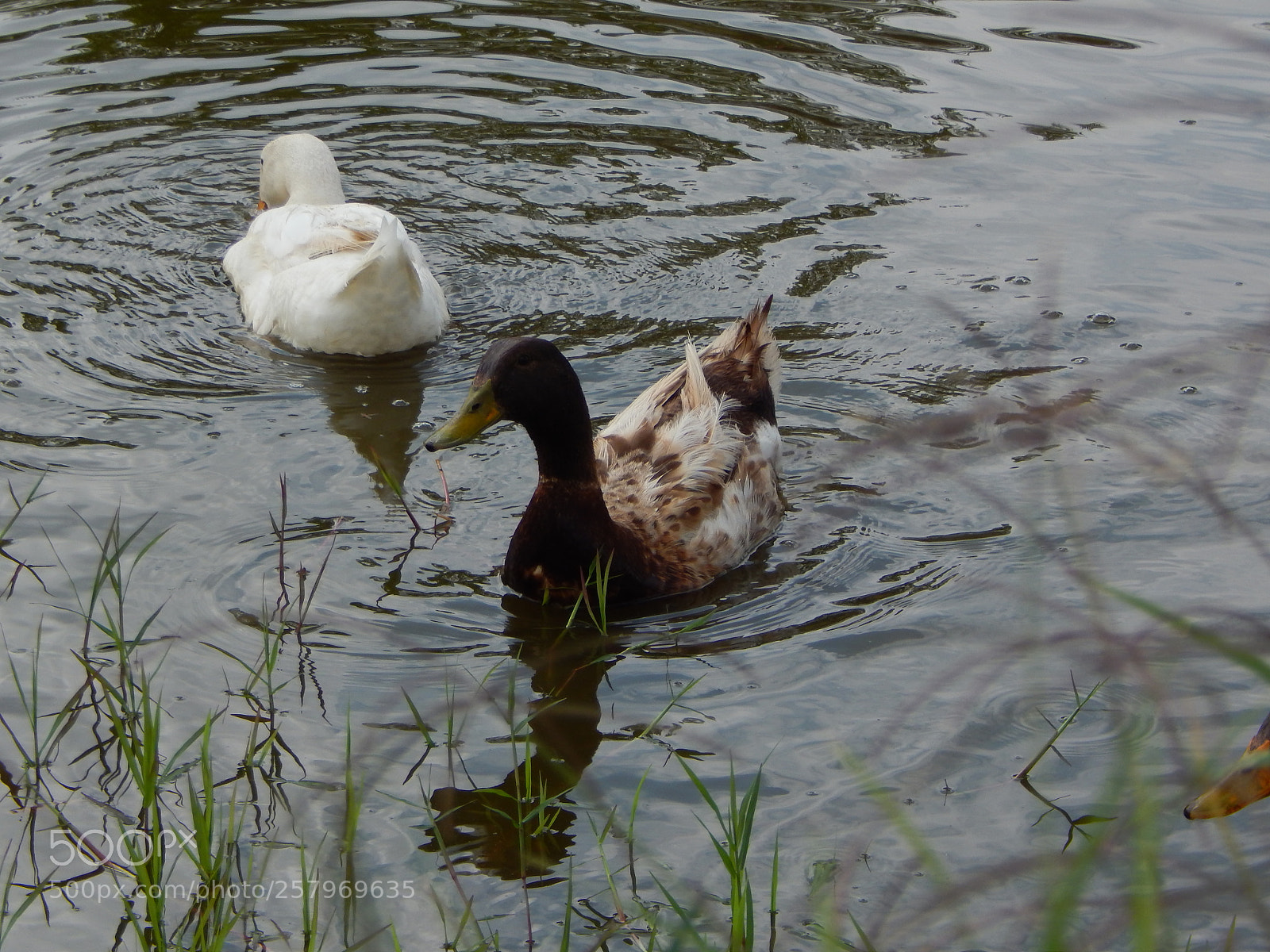 Nikon Coolpix L820 sample photo. Yup photography