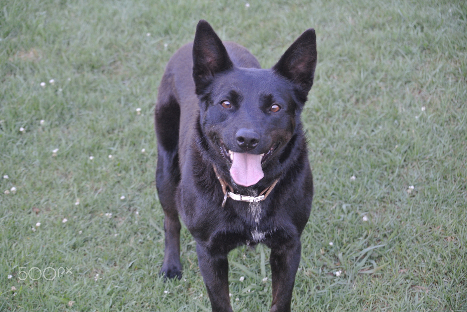 Nikon 1 J1 sample photo. Kelpie photography