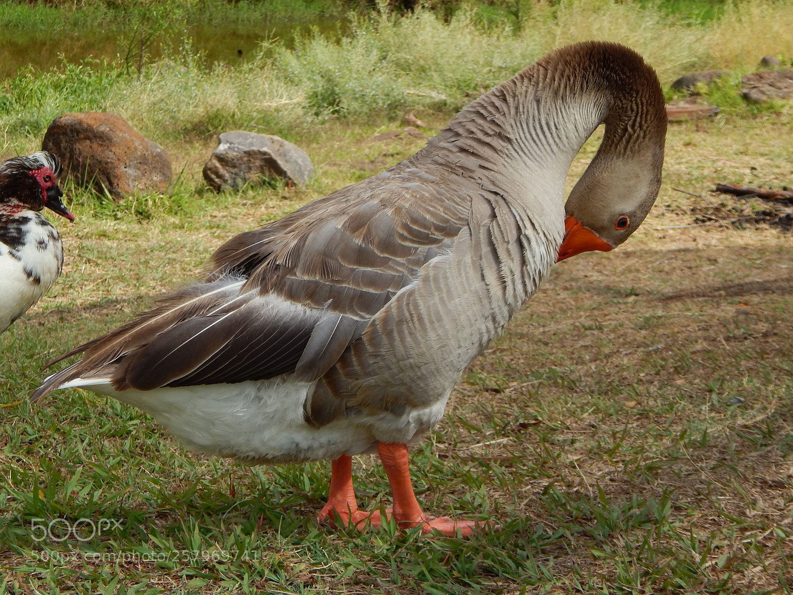 Nikon Coolpix L820 sample photo. Comezon photography