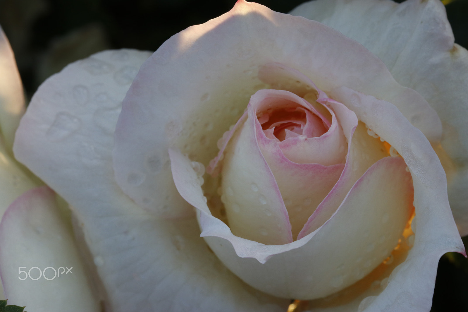 Canon EOS 80D sample photo. Rose 1 photography