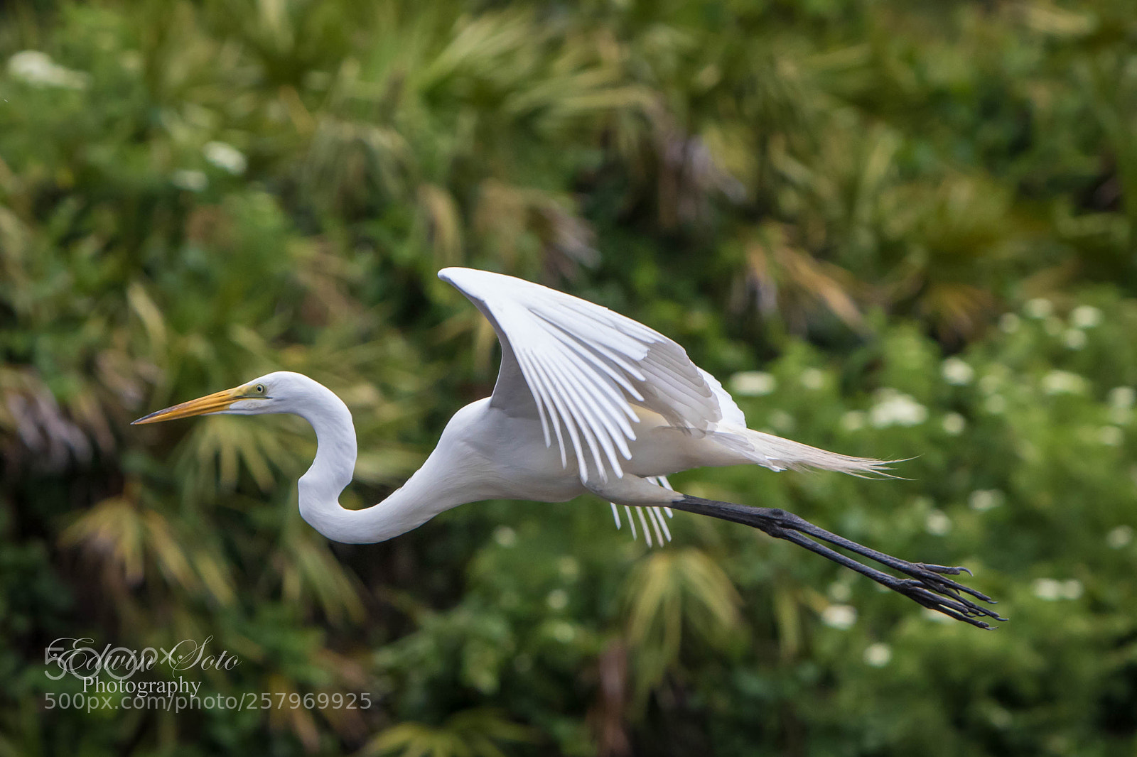 Canon EOS 7D Mark II sample photo. Bird photography