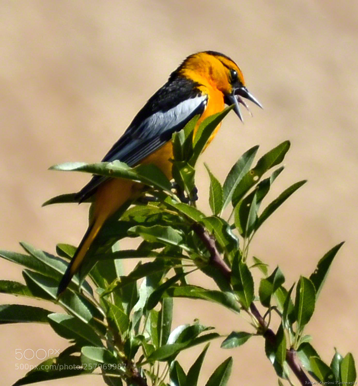 Nikon D7000 sample photo. Bullock's oriole photography