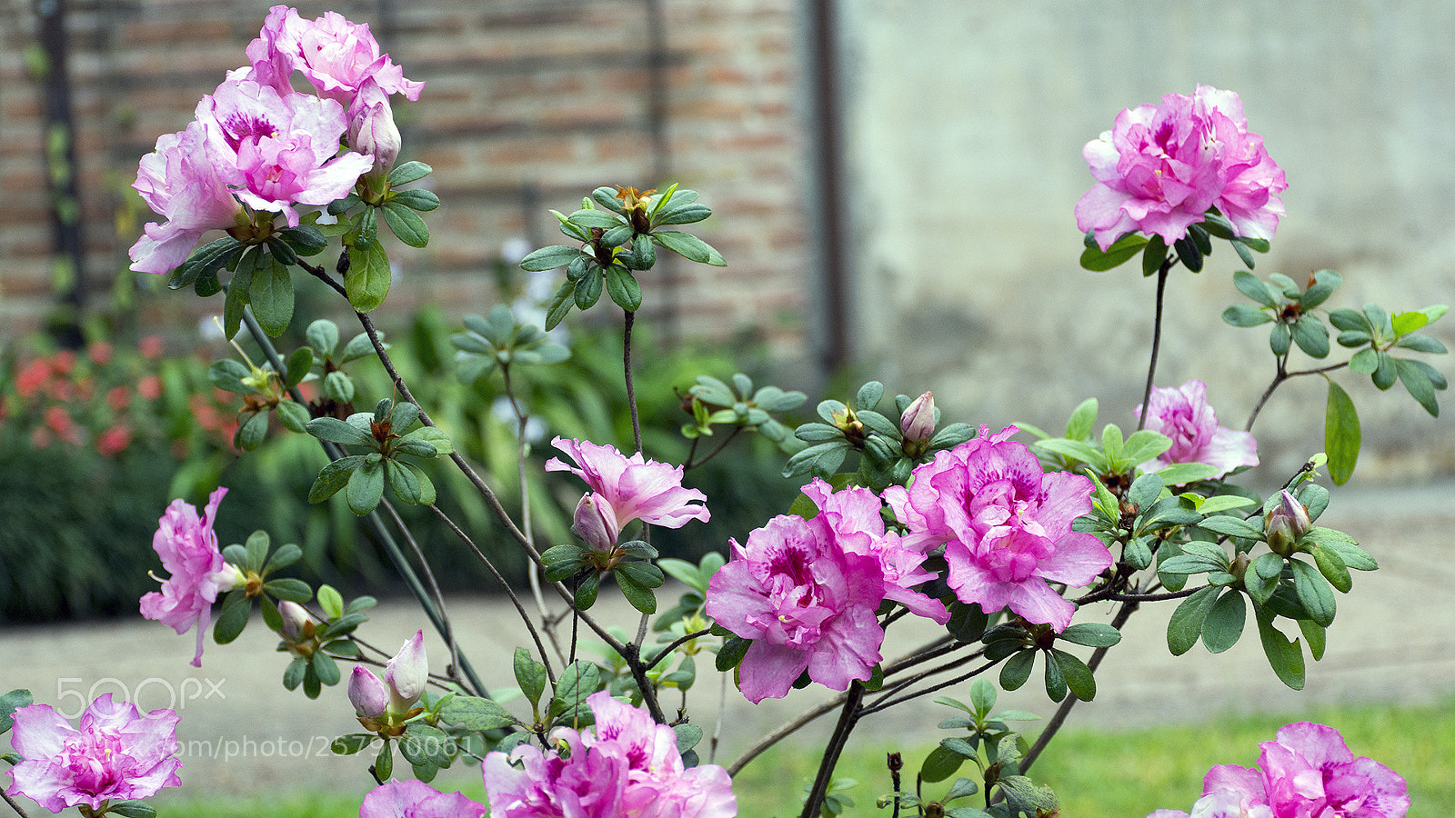 Nikon D7100 sample photo. "double azalea" photography