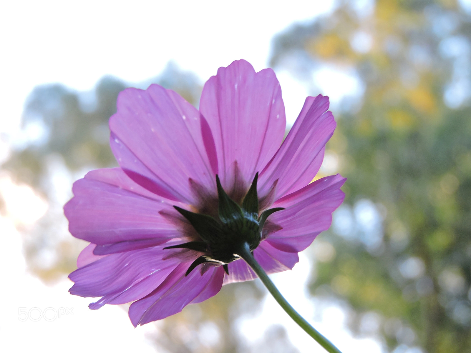 Nikon Coolpix P600 sample photo. ? photography