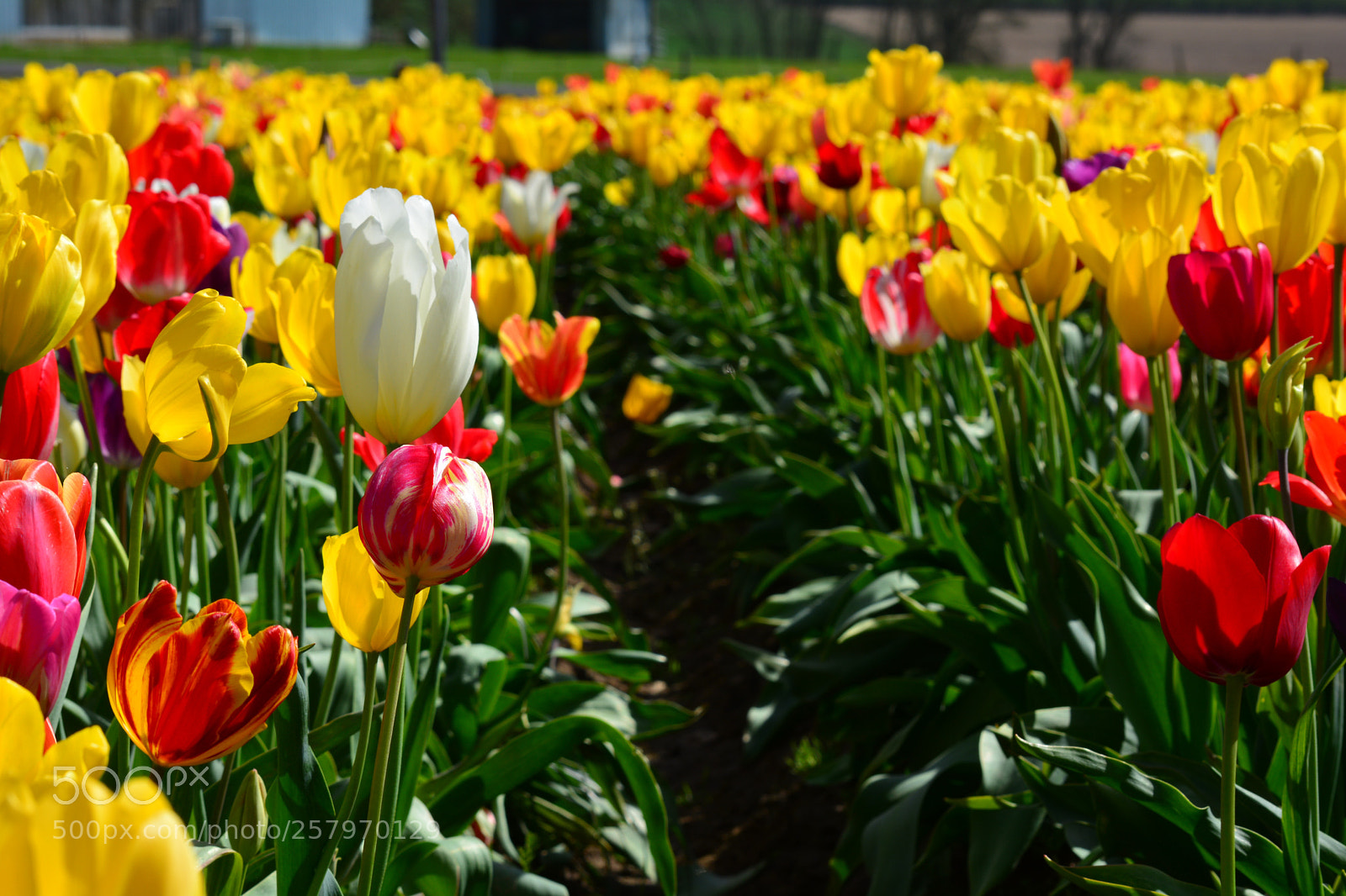 Nikon D5200 sample photo. Stand out photography