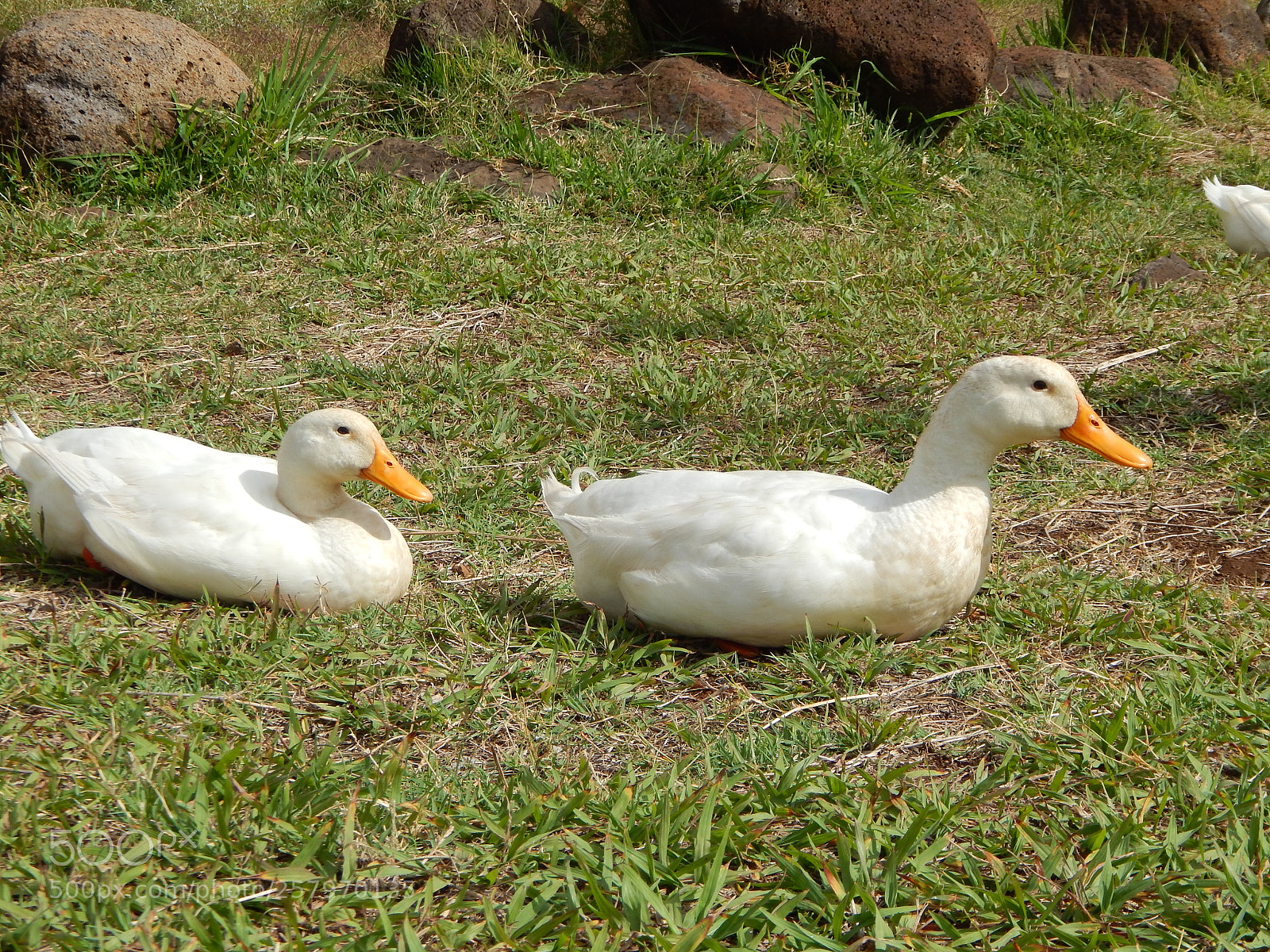 Nikon Coolpix L820 sample photo. Descanso photography