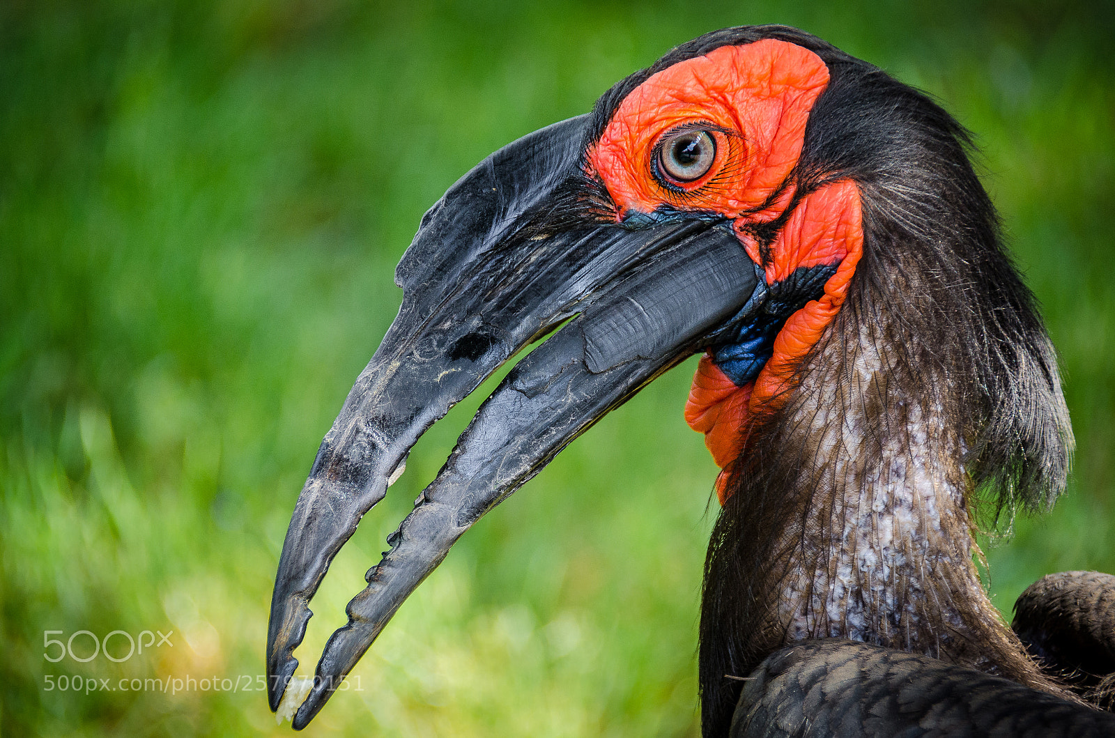 Nikon D5100 sample photo. Southern hornbill photography