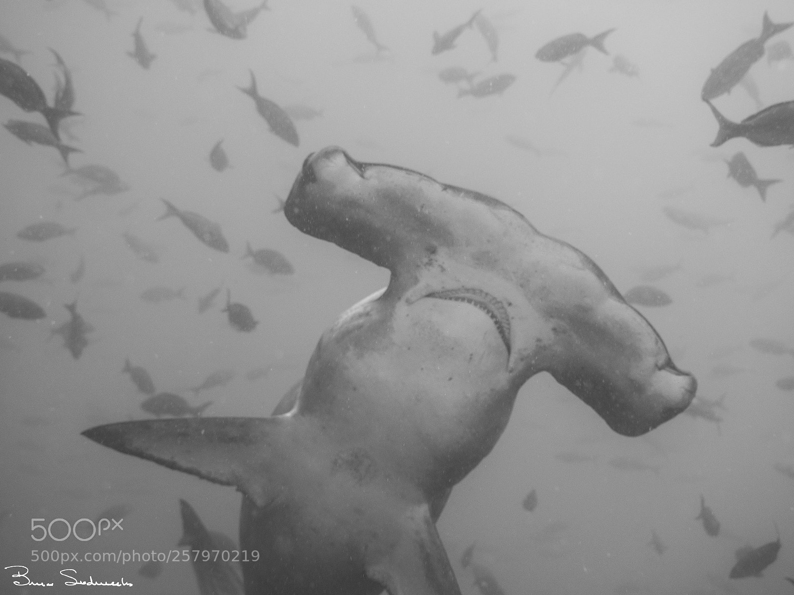 Olympus OM-D E-M5 sample photo. Hammerhead photography