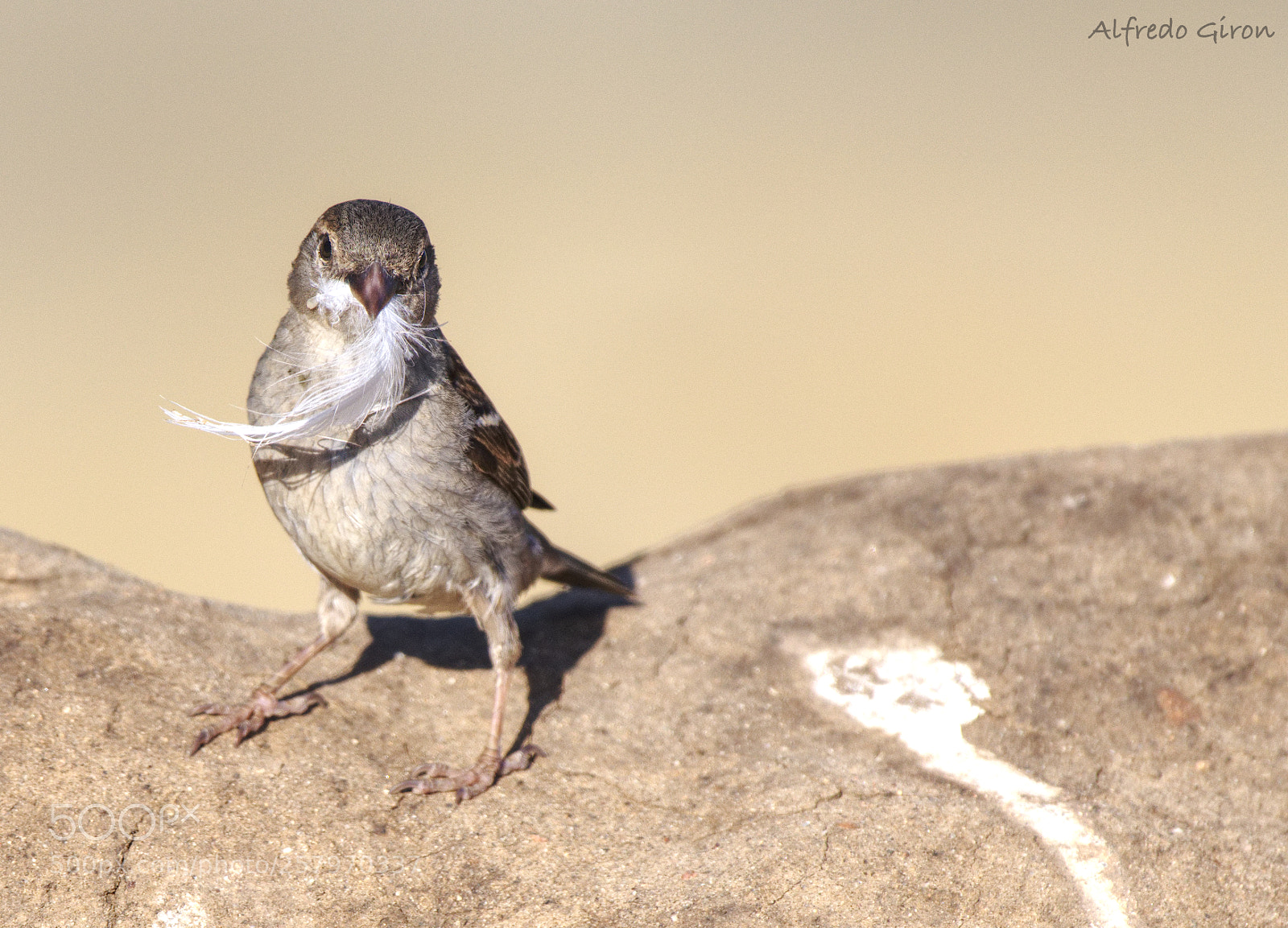 Nikon D500 sample photo. Feather photography