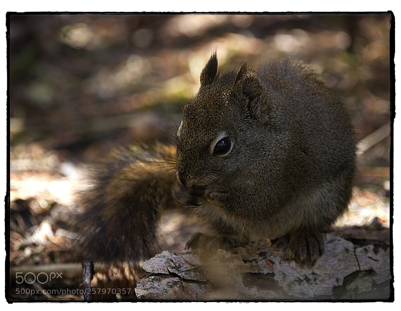 Canon EOS 7D sample photo. Squirrel in kananaskis country 2. photography