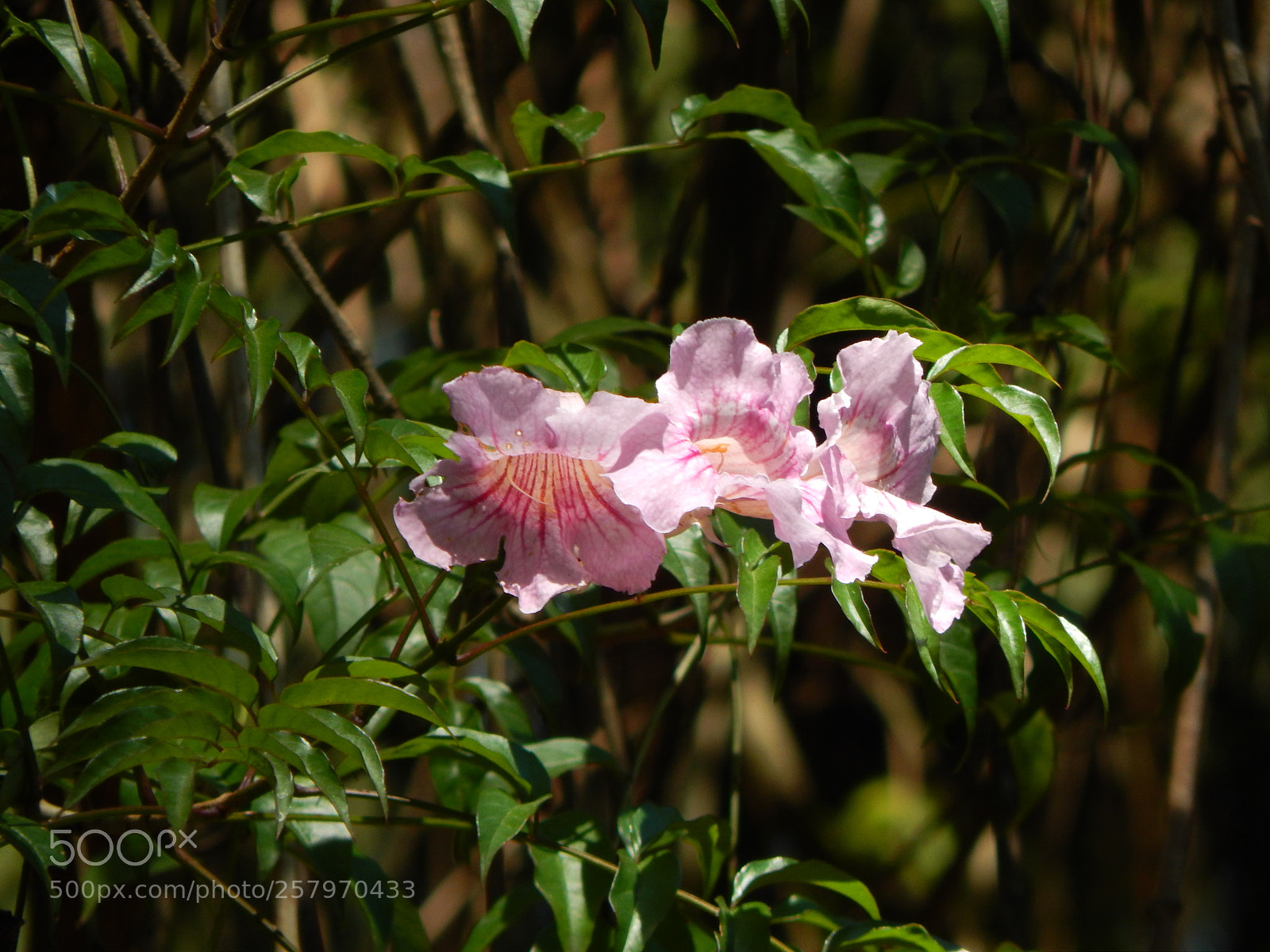 Nikon Coolpix L820 sample photo. Flower photography