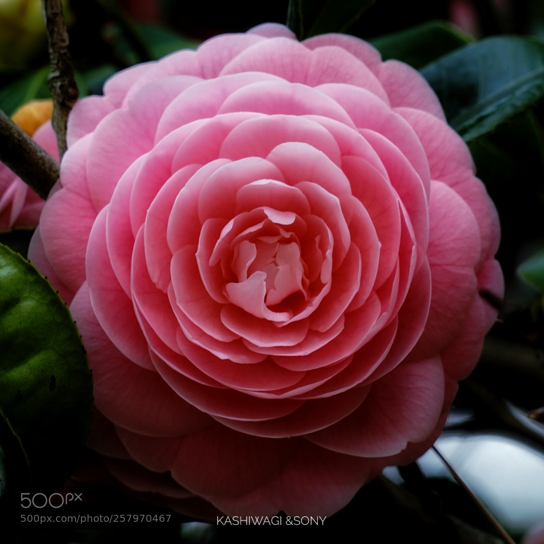 Sony a7 II sample photo. Camellia japonica f. otome photography