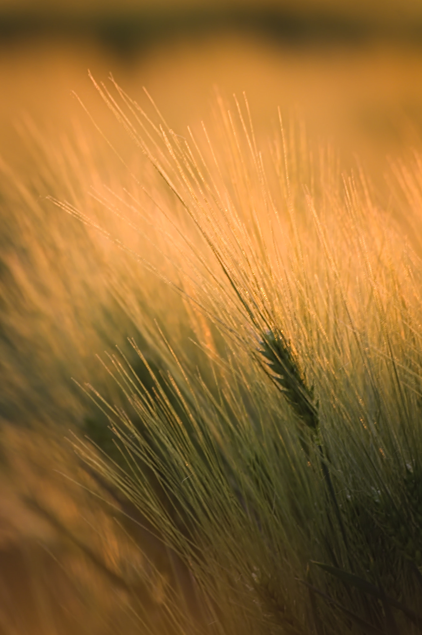 Sigma 70-300mm F4-5.6 APO DG Macro sample photo. Wheat photography