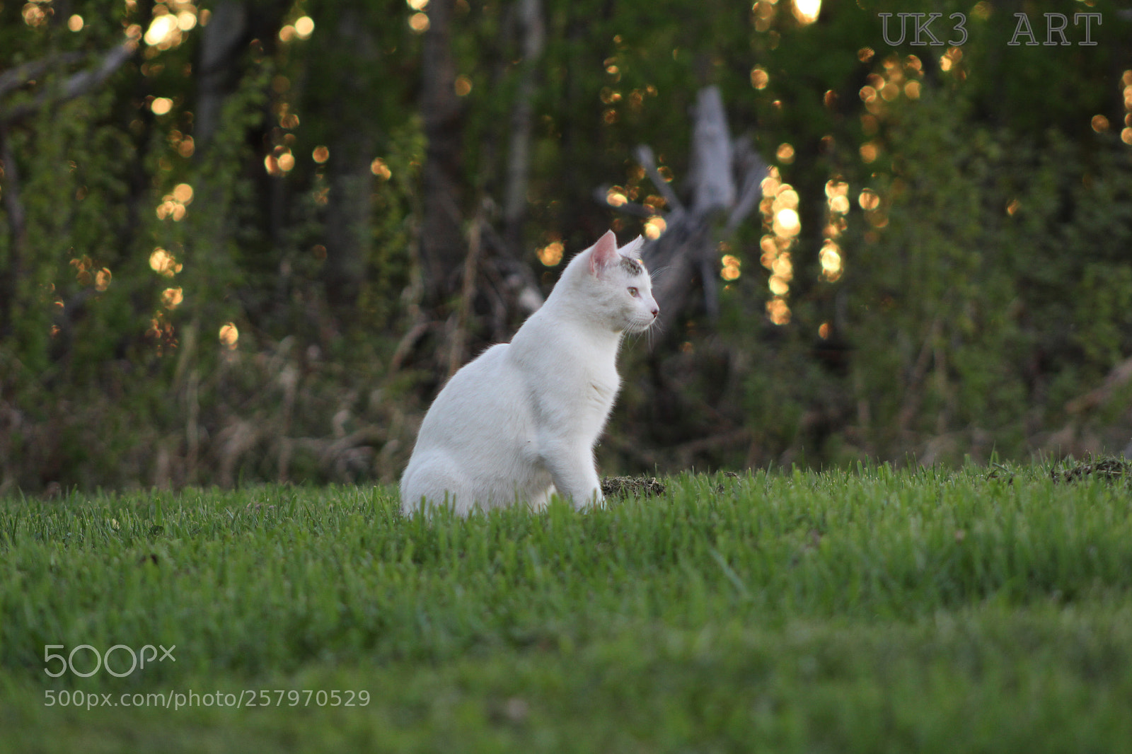 Canon EOS 1300D (EOS Rebel T6 / EOS Kiss X80) sample photo. Looking into the distance photography