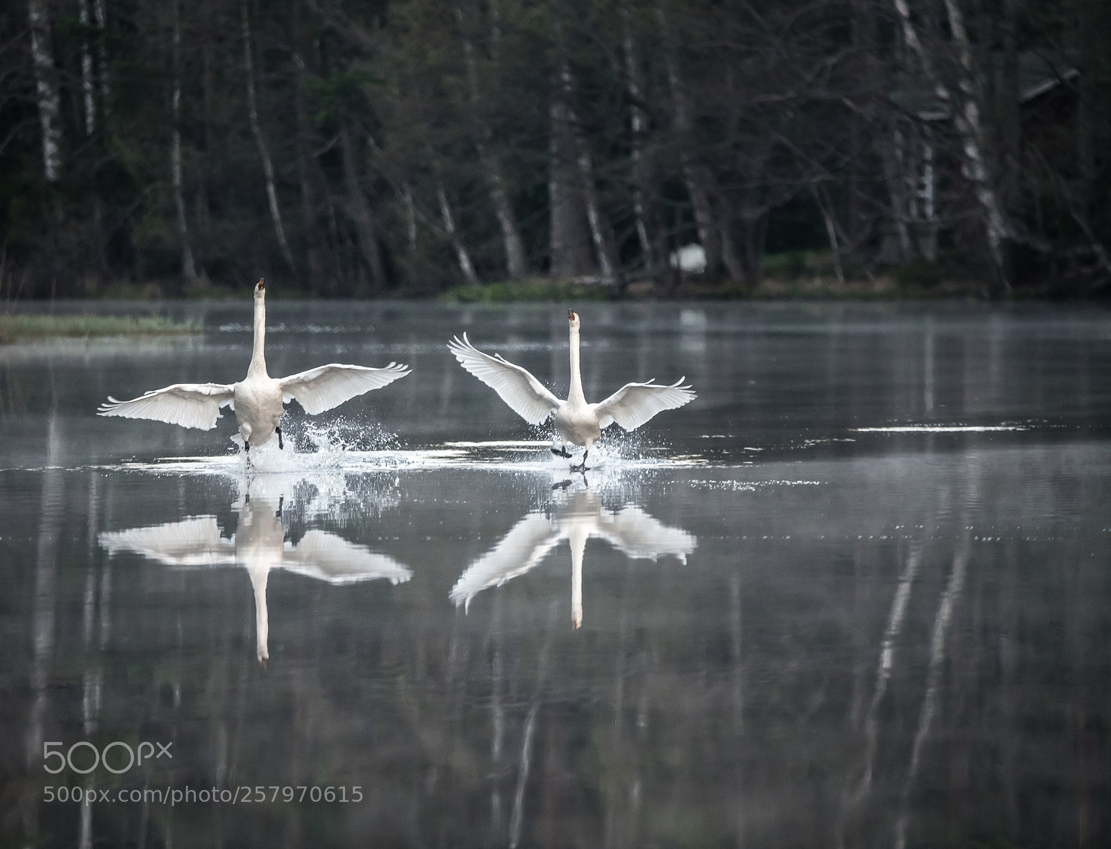 Nikon D750 sample photo. Dancing swans photography