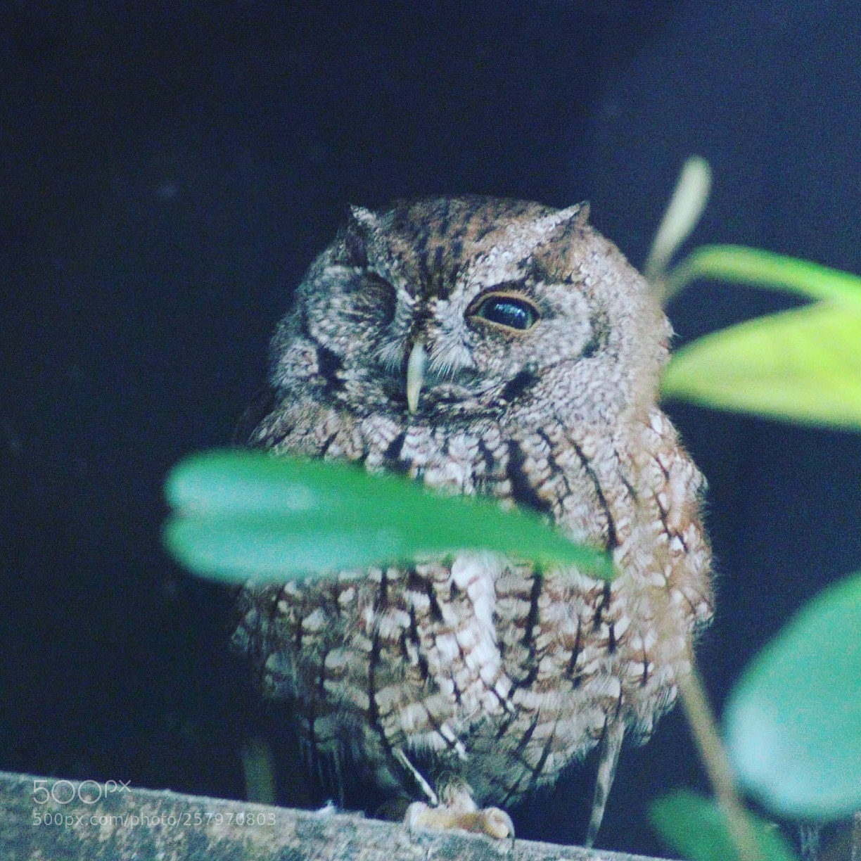 Canon EOS 100D (EOS Rebel SL1 / EOS Kiss X7) sample photo. Peek a boo owl photography
