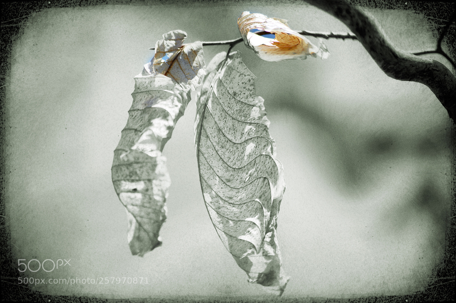 Nikon D3200 sample photo. Dried leave photography