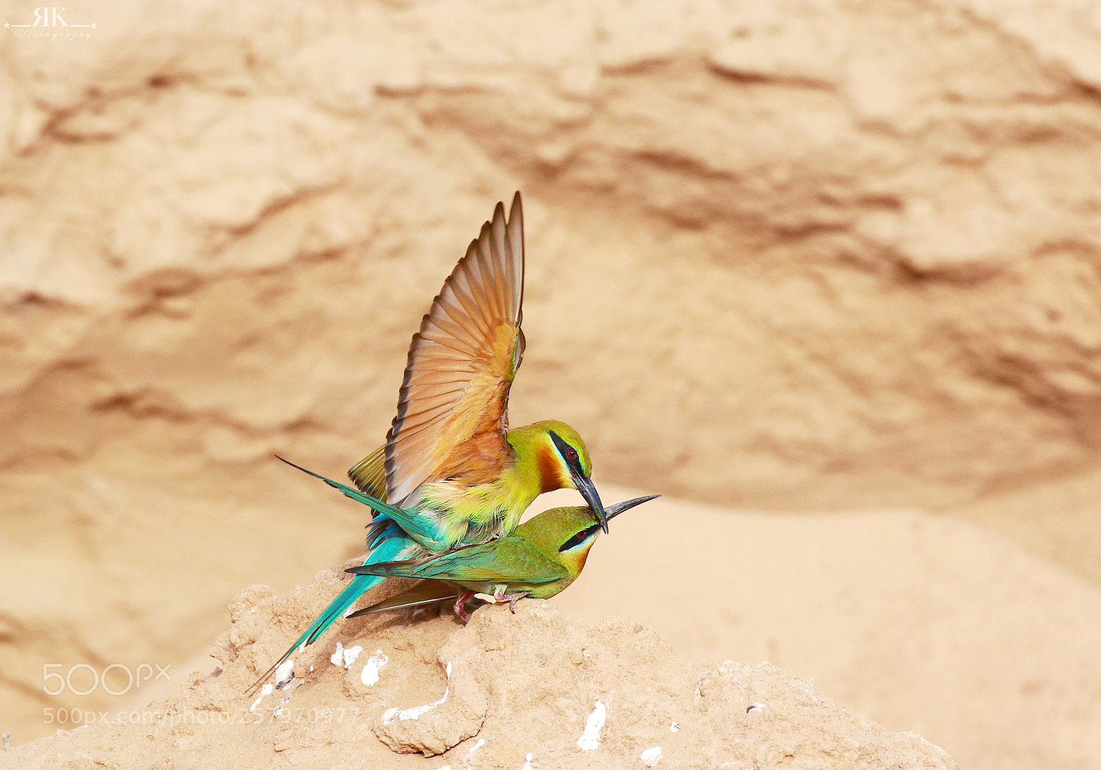 Canon EOS 70D sample photo. Blue-tailed bee-eater photography