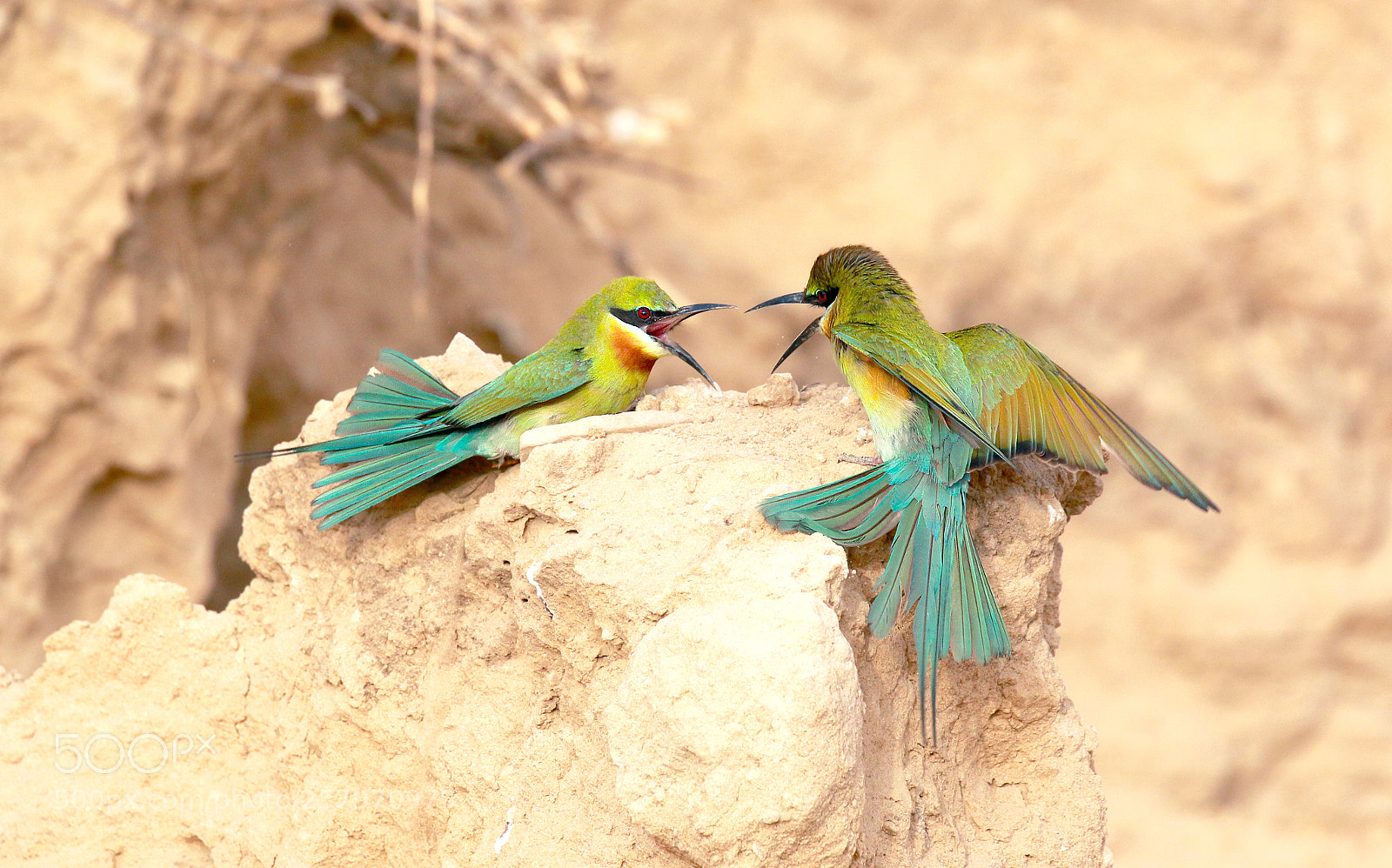 Canon EOS 70D sample photo. Blue-tailed bee-eater photography