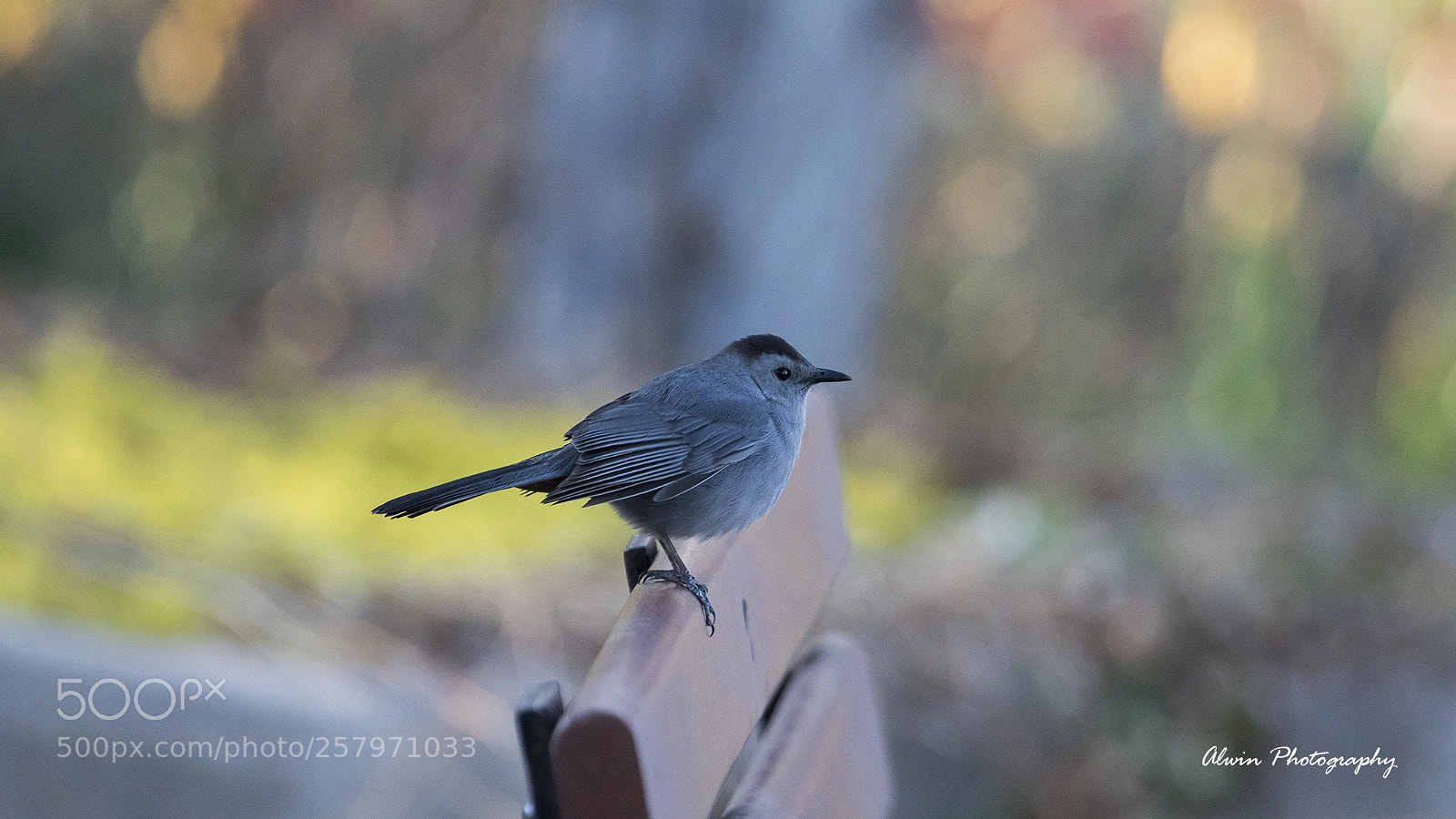Canon EOS 7D Mark II sample photo. Recommended photo photography