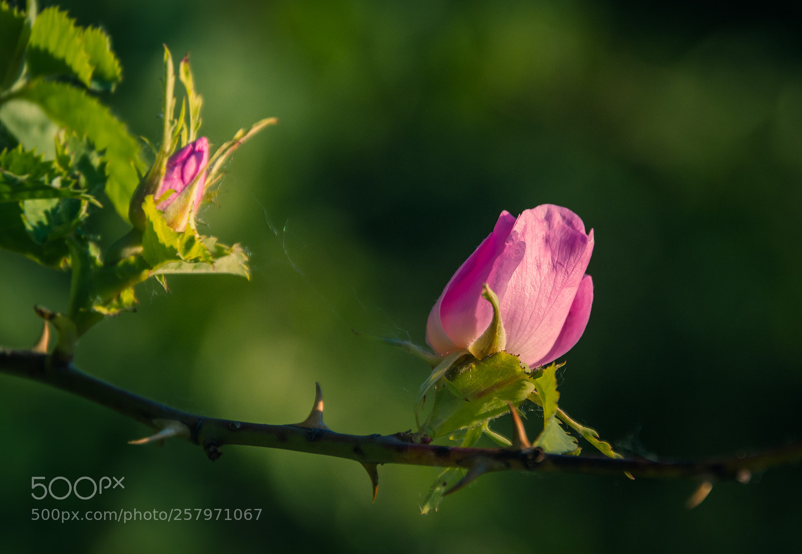 Nikon D5200 sample photo. Wild rose photography