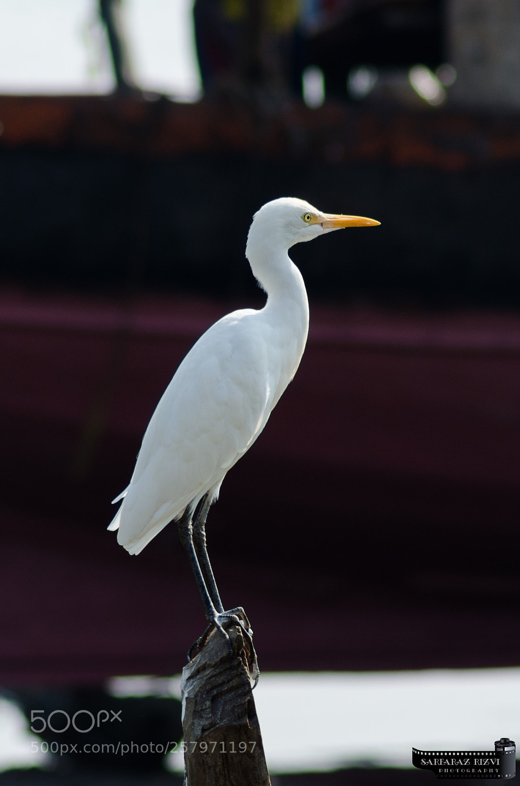 Nikon D5100 sample photo. The brighter side.. photography