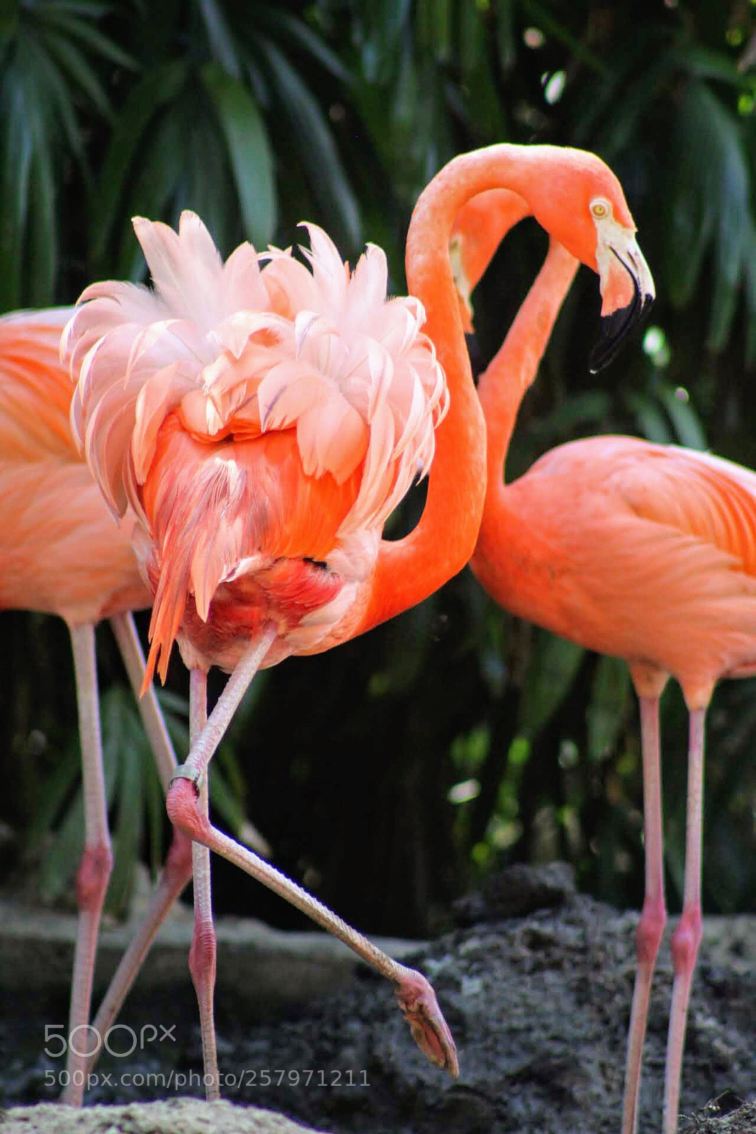Canon EOS 100D (EOS Rebel SL1 / EOS Kiss X7) sample photo. Miami flamingo photography