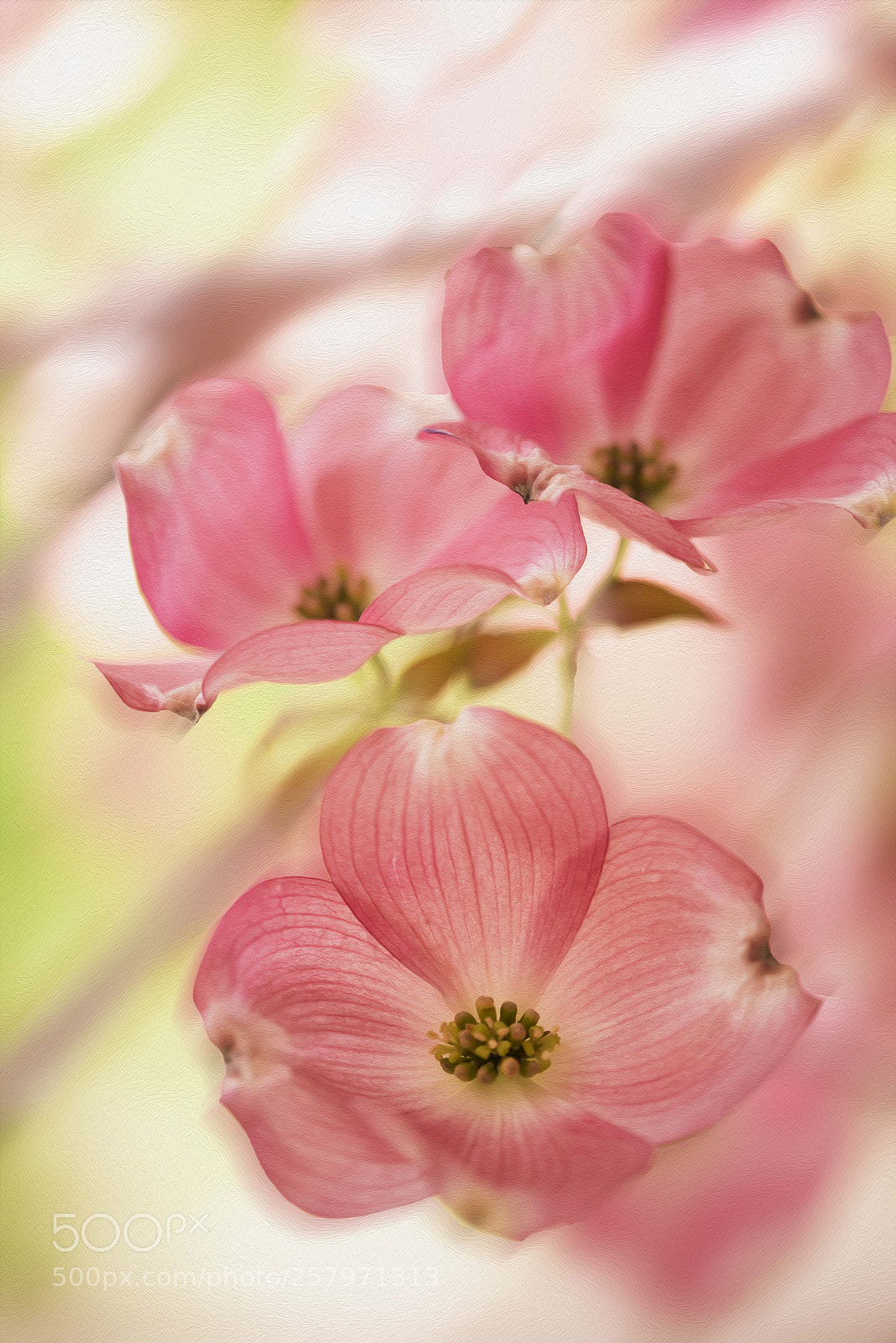 Nikon D810 sample photo. Dogwood photography
