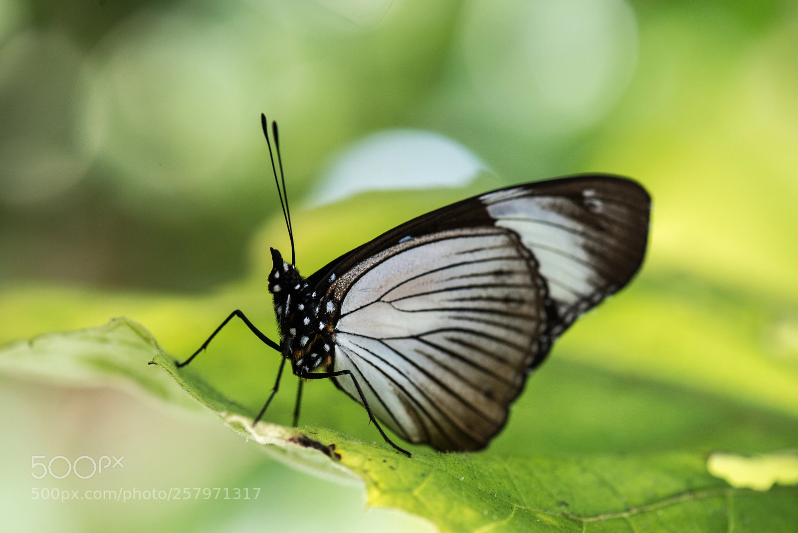 Nikon D800 sample photo. Butterfly 2 photography