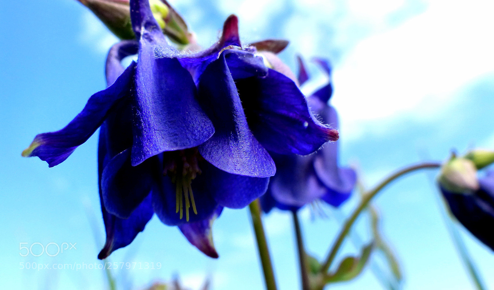 Panasonic Lumix DMC-FZ200 sample photo. Aquilegia vulgaris. photography