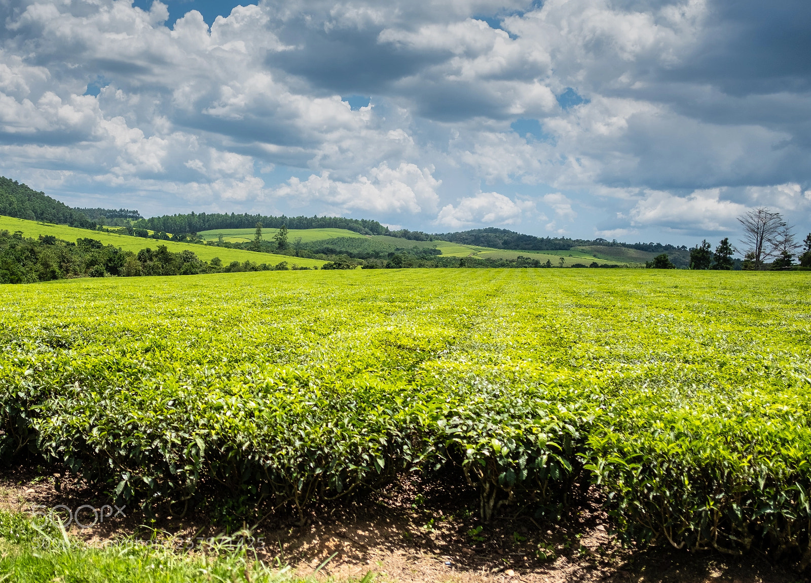 Fujifilm X-T2 sample photo. Tea land 2 photography