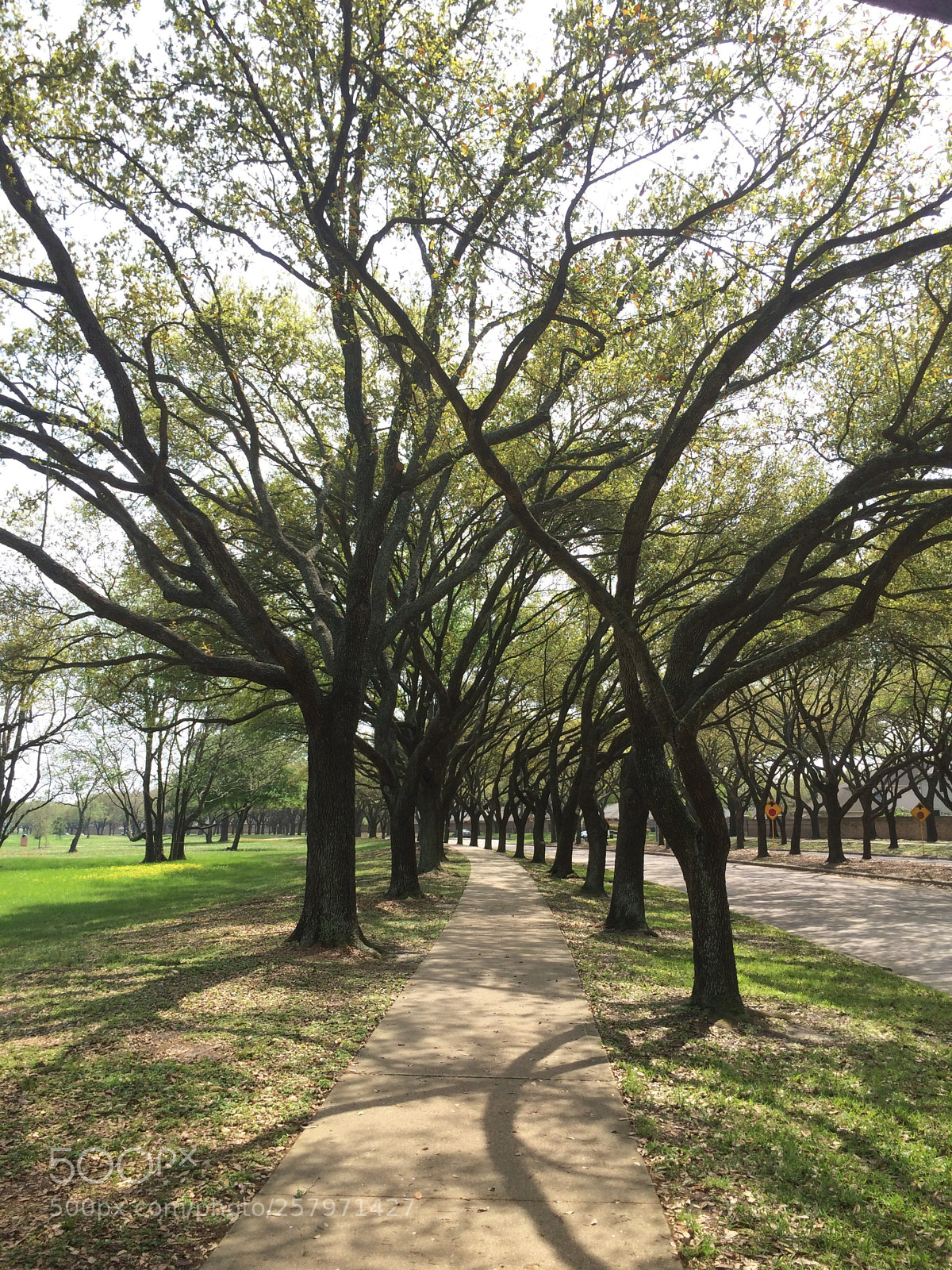 Apple iPhone 5s sample photo. Whose path? photography