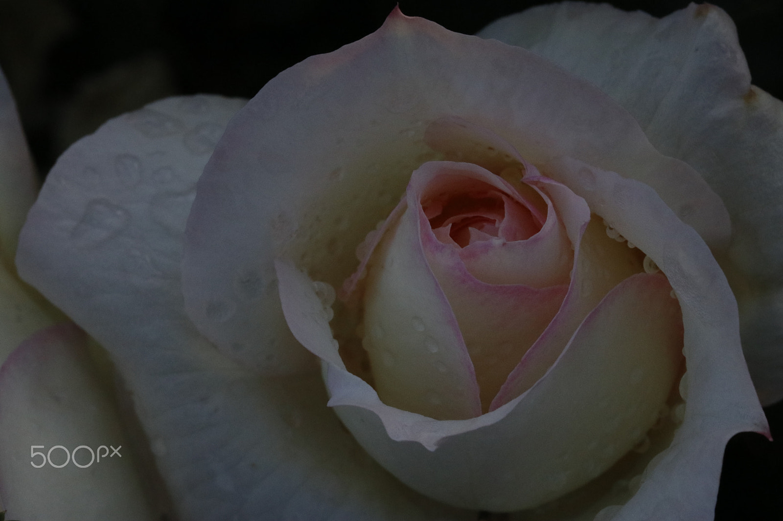 Canon EOS 80D sample photo. Rose 2 photography