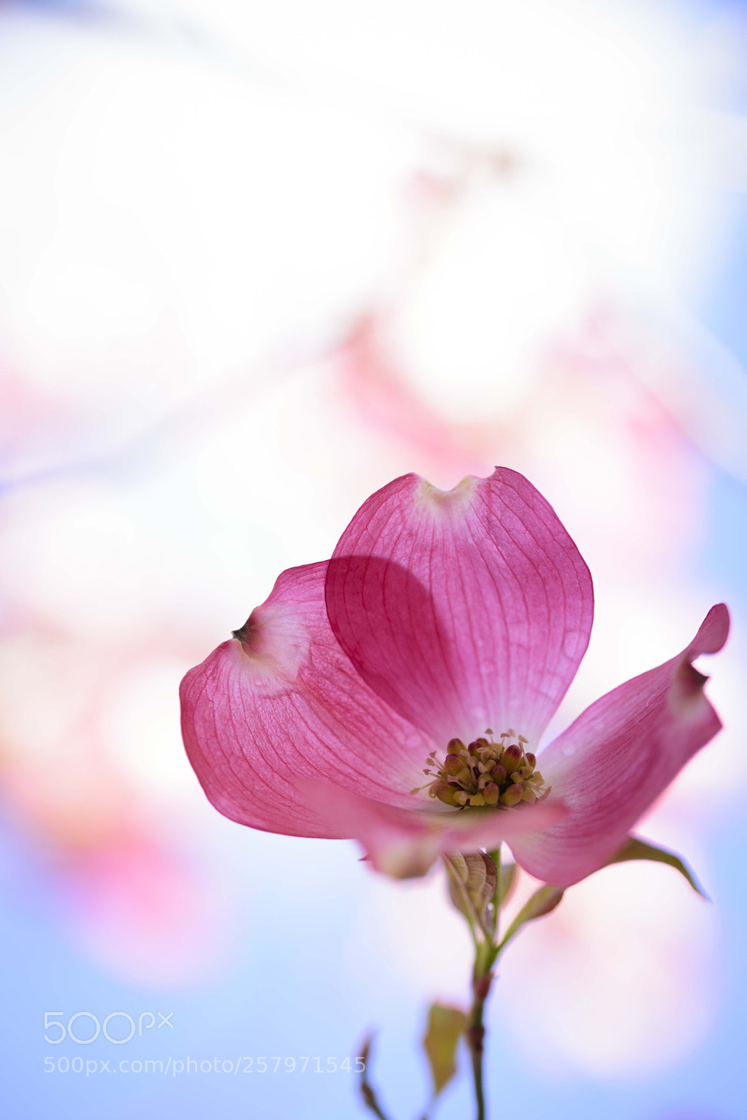 Nikon D810 sample photo. *** photography