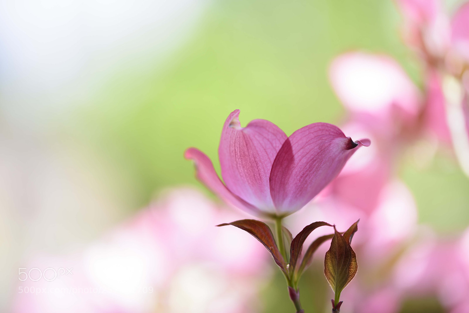 Nikon D810 sample photo. Dogwood 3 photography