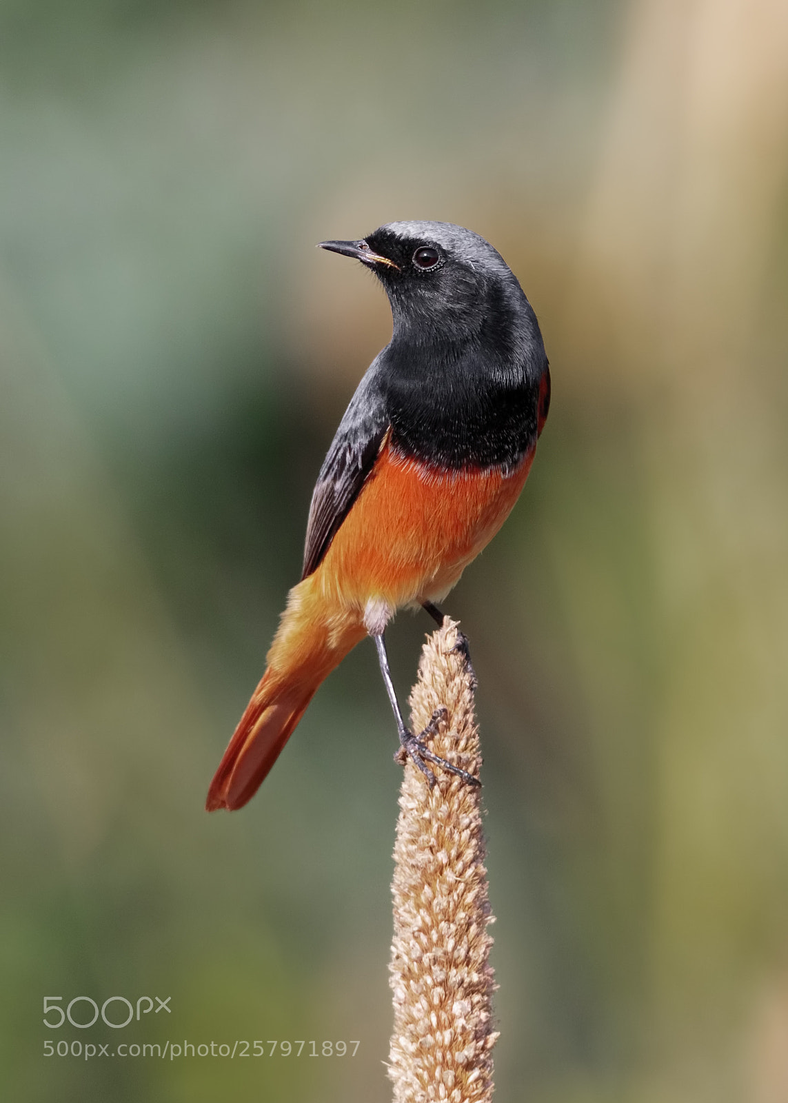Canon EOS 7D Mark II sample photo. Black redstart (male) photography