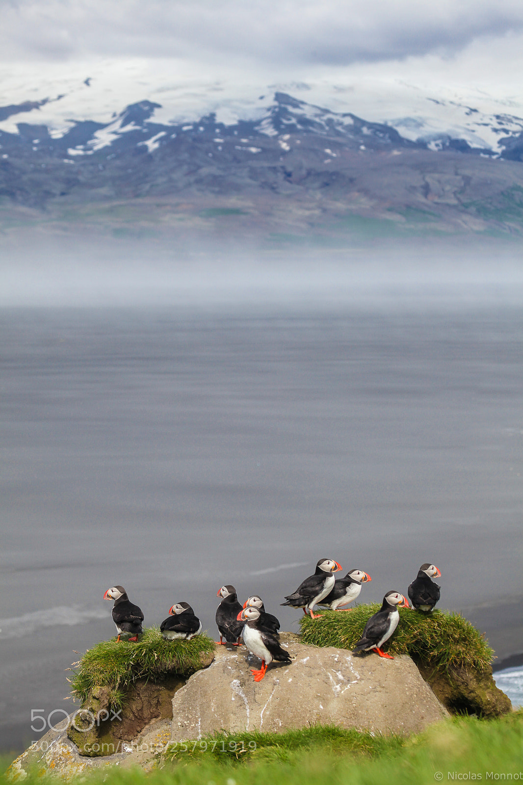 Canon EOS 5D Mark II sample photo. Birds watching iceland, ingolfsh photography