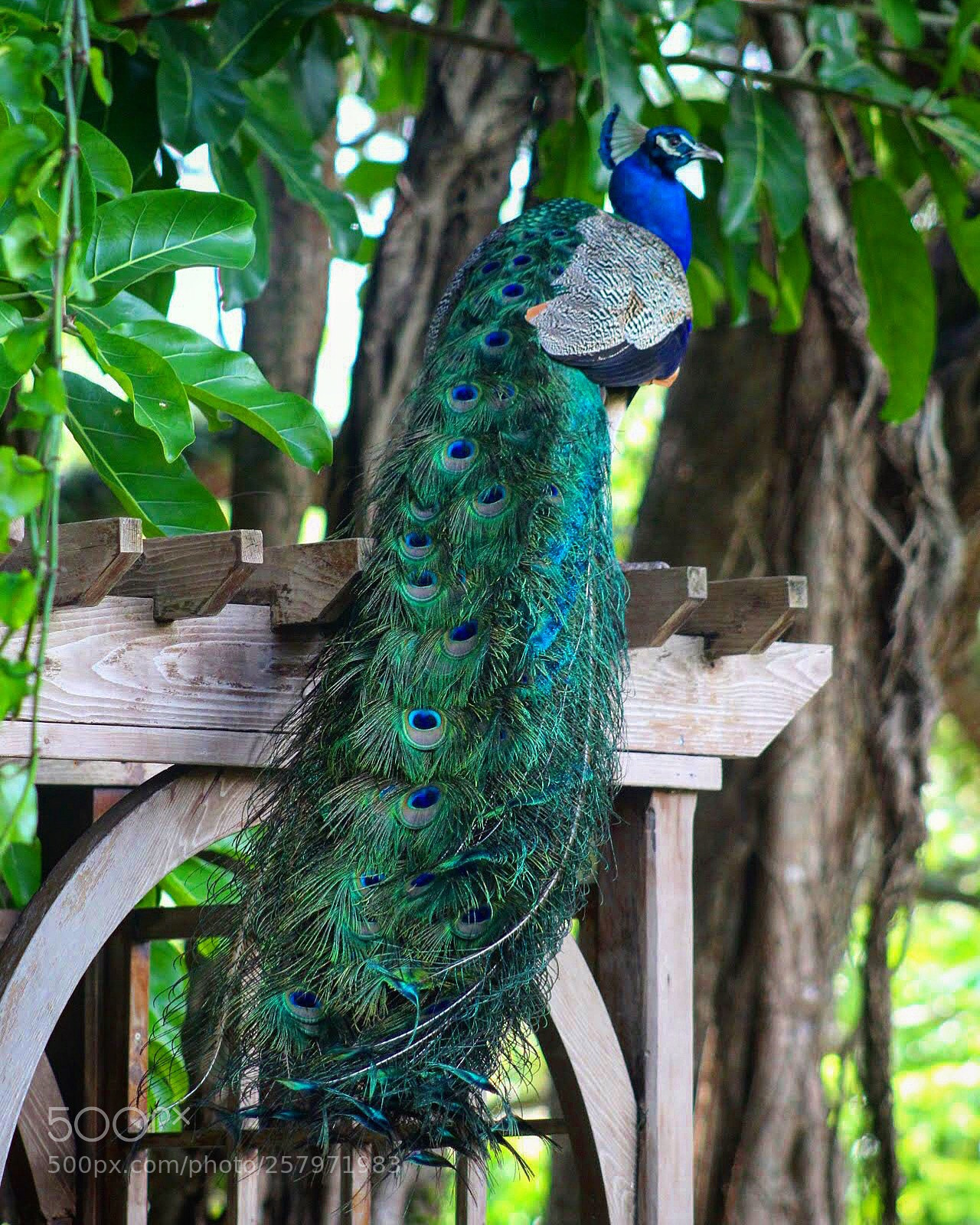 Canon EOS 100D (EOS Rebel SL1 / EOS Kiss X7) sample photo. Peacock modeling photography