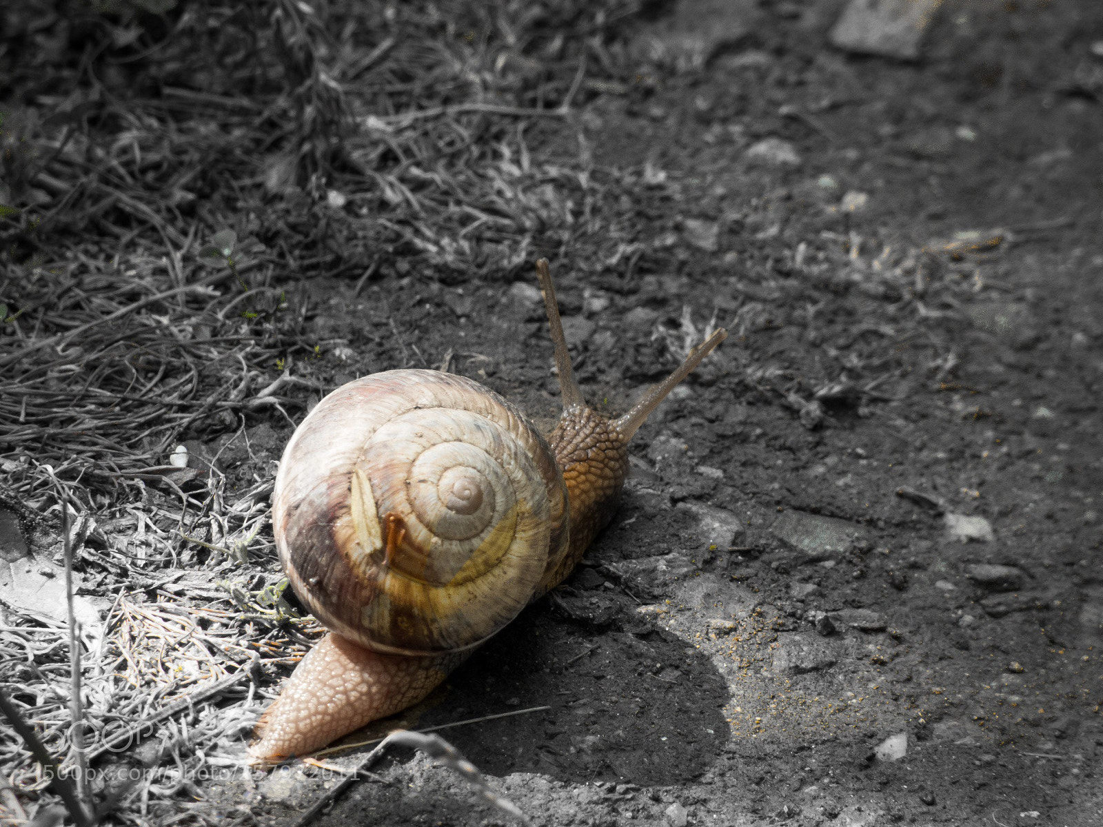 Panasonic Lumix DMC-FZ70 sample photo. Snail’s journey  photography