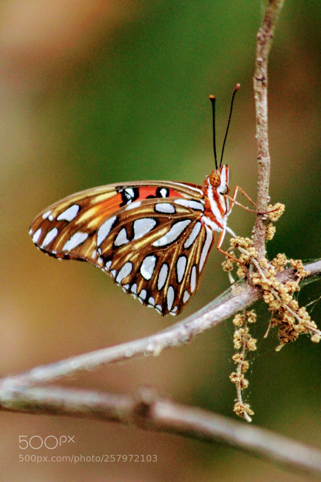 Canon EOS 100D (EOS Rebel SL1 / EOS Kiss X7) sample photo. Painted lady photography