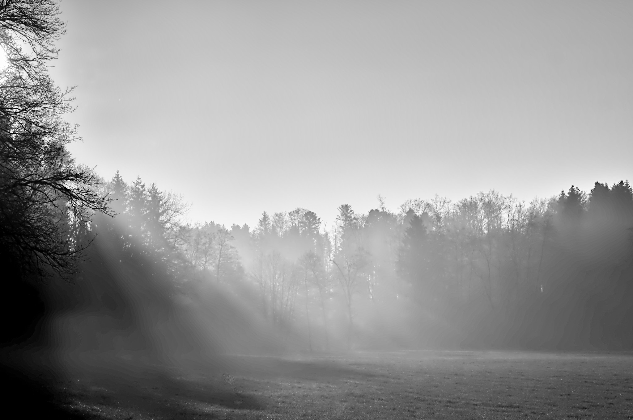 Panasonic DMC-G81 sample photo. Morninglight photography