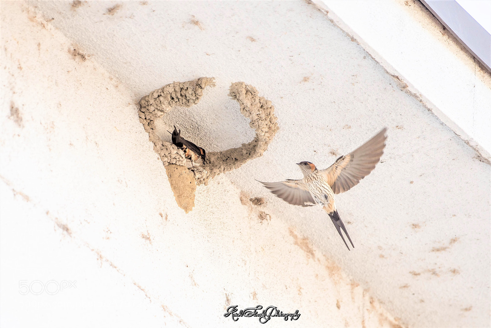 Nikon D810 sample photo. Making a swallow nest photography