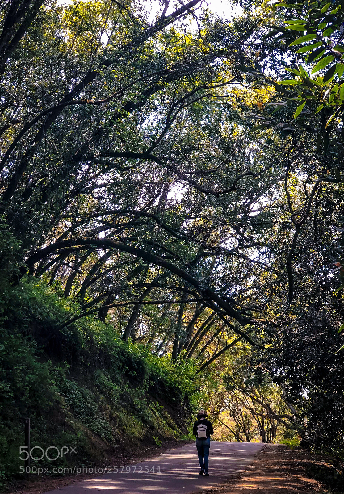 Apple iPhone 8 Plus sample photo. Into the woods  photography