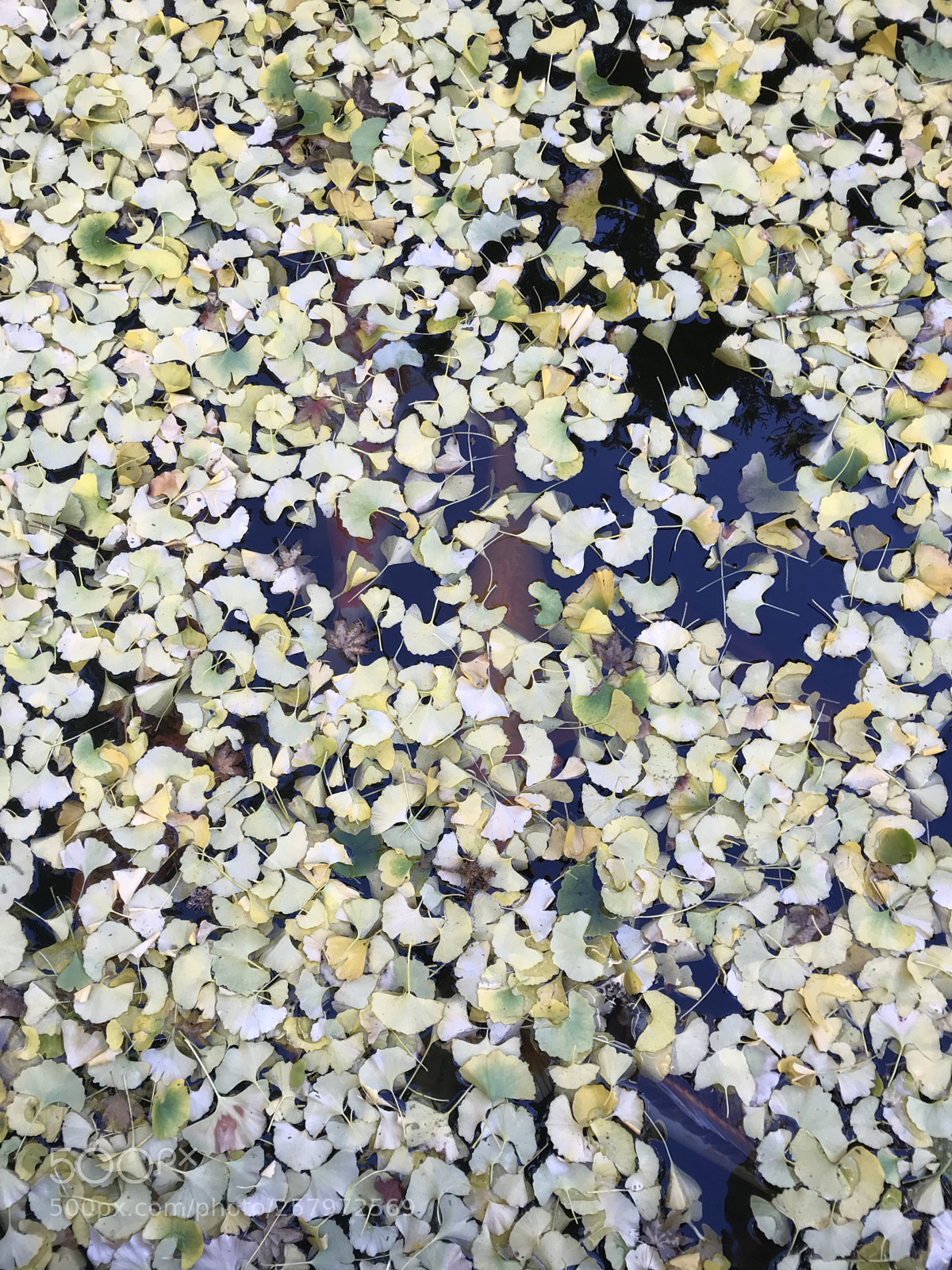 Apple iPhone 7 Plus sample photo. Koi leaf pond photography