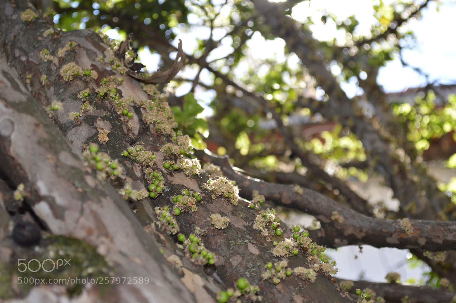 Nikon D3200 sample photo. Jabuticaba photography