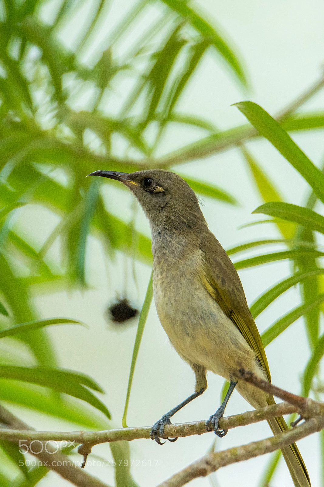 Nikon D500 sample photo. Blue faced honeyeater photography