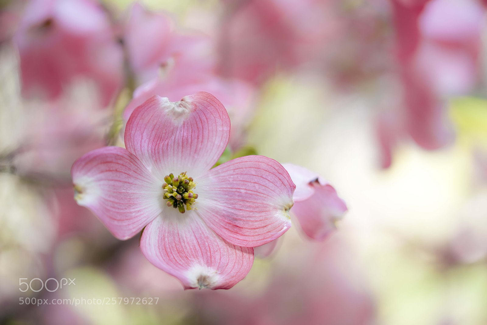 Nikon D810 sample photo. Dogwood4 photography