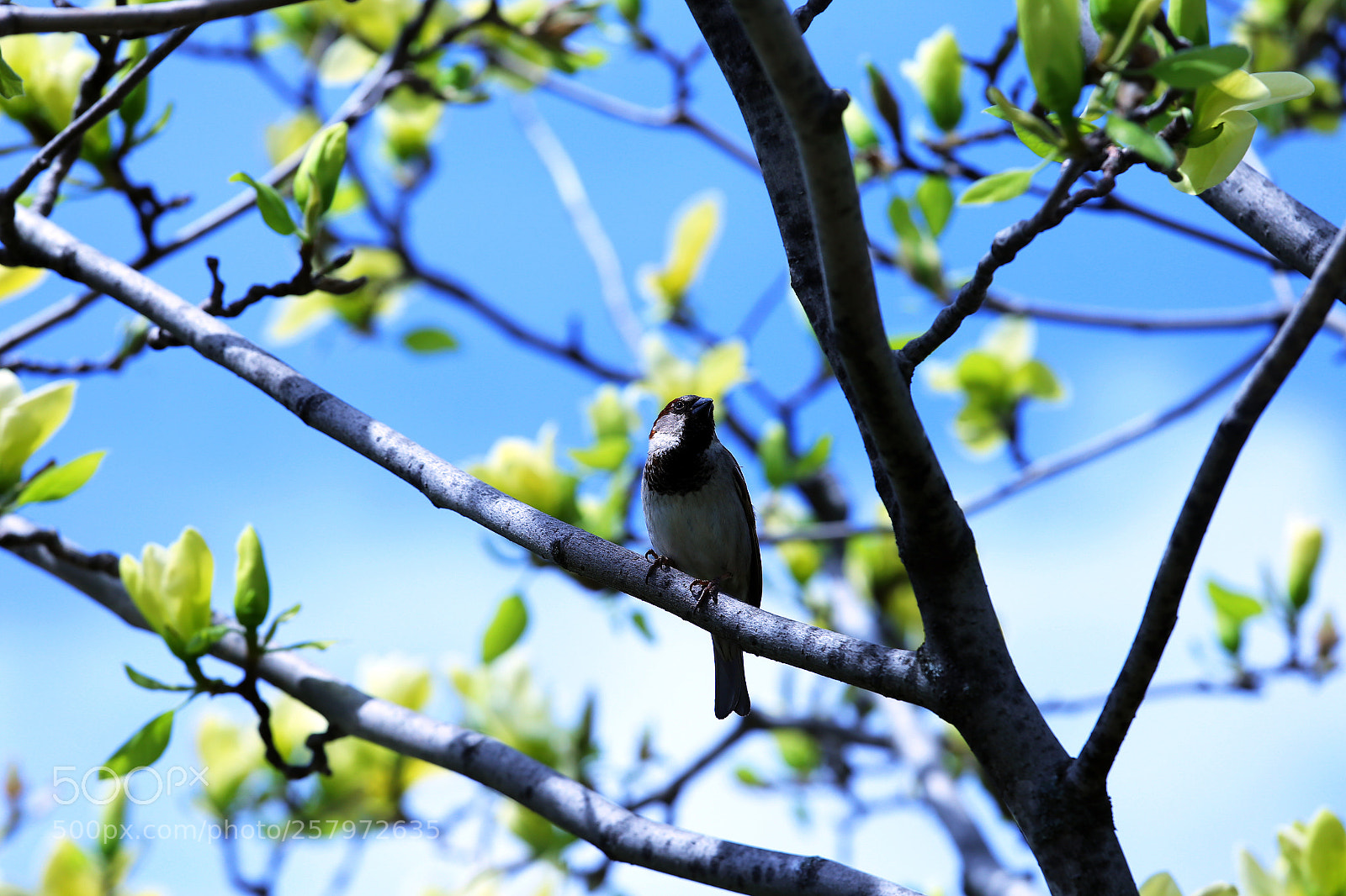 Canon EOS 6D sample photo. Resting sparrow photography