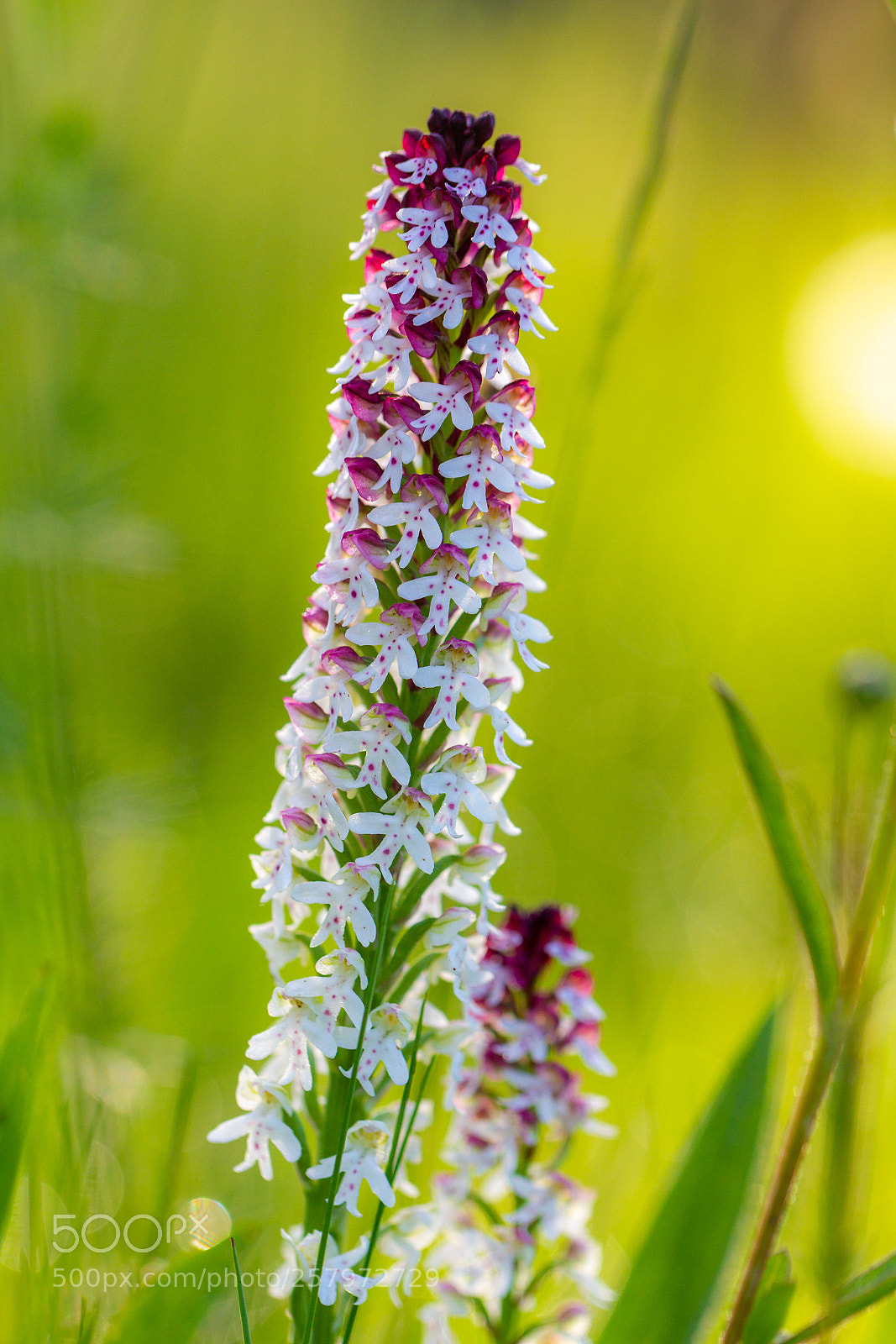 Canon EOS 7D sample photo. Orchis photography