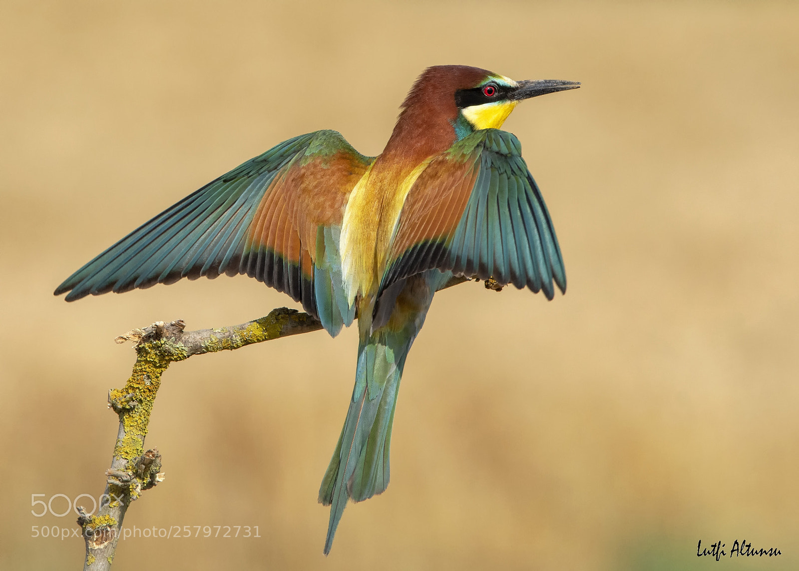 Nikon D500 sample photo. European bee-eater ar ku photography